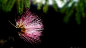 佐賀のB級グルメランキングでおすすめの美味しい料理は？