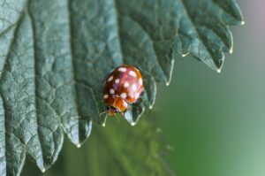 大分の地獄蒸しを楽しめるスポットはどこですか？