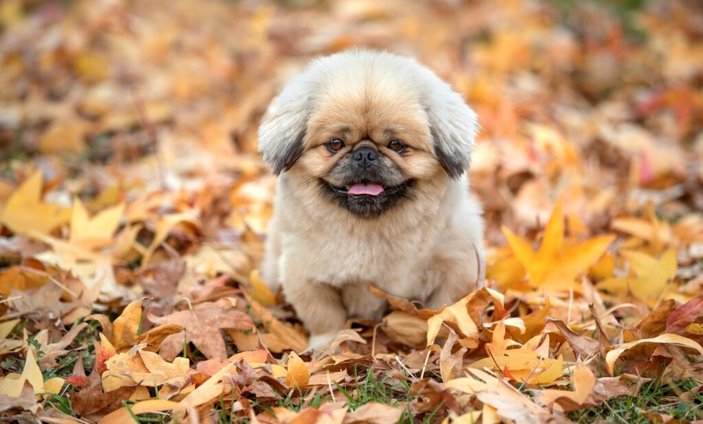 鹿児島の焼酎でおすすめの人気銘柄は？