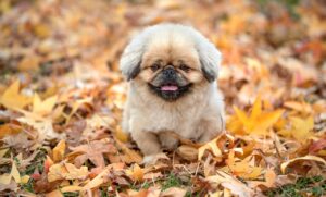 鹿児島の焼酎でおすすめの人気銘柄は？