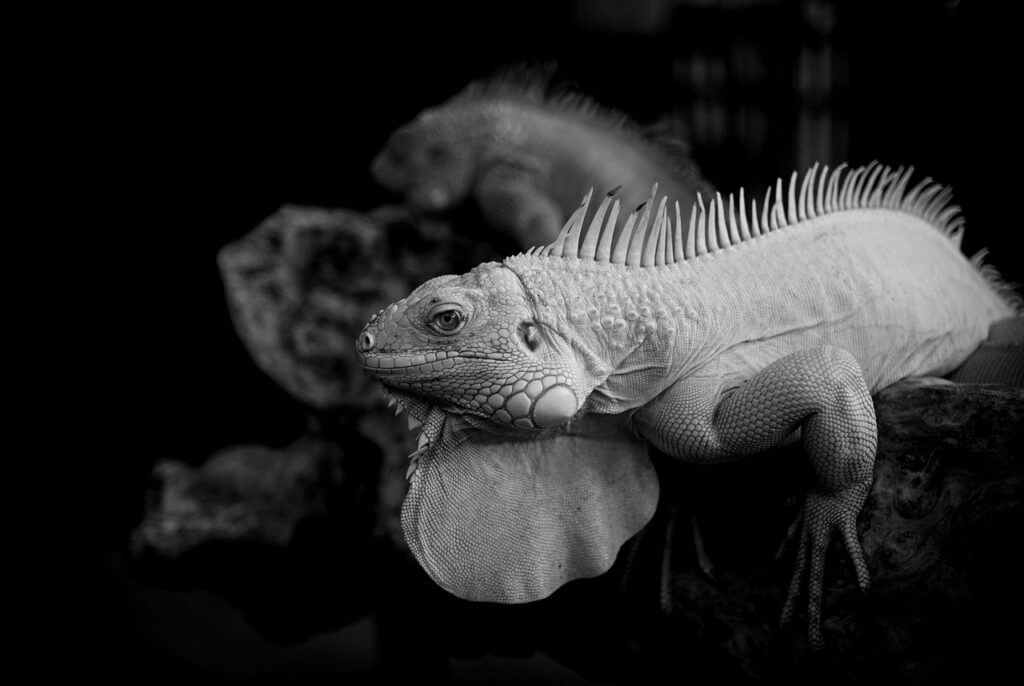 鹿児島の黒酢でおすすめの人気商品は？