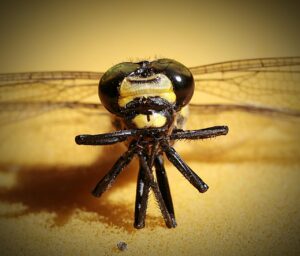 九州で飲み過ぎ防止に最適なおつまみは？