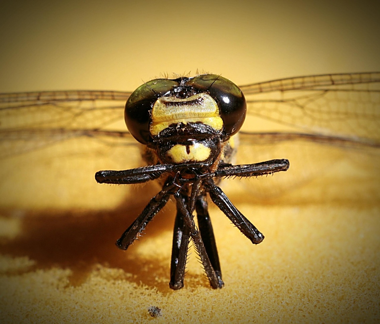 九州で飲み過ぎ防止に最適なおつまみは？