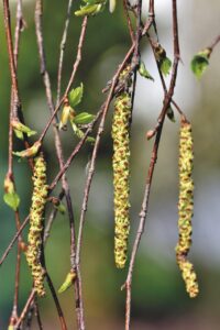 宮崎でアレルギー対応のチキン南蛮はどこで食べられる？