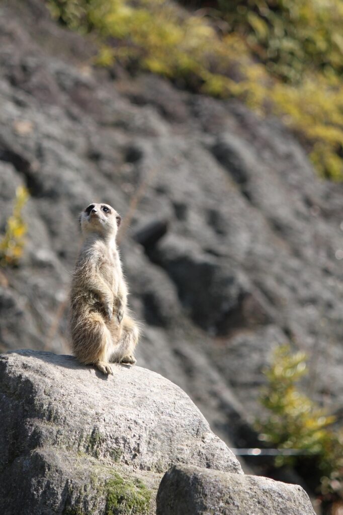 長崎対馬の牡蠣はどの時期に食べるのがベストで、どうやって楽しむのが良いの？