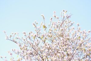 九州の食べ歩きにおすすめの季節は春、夏、秋、冬のいつ？