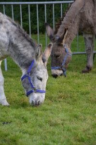 大分のご当地グルメ初心者が最初に食べるべき料理は何から？
