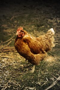 鹿児島の鶏飯（けいはん）の本場はどこで食べるべき？