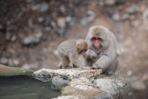嬉野温泉湯どうふのお取り寄せでおすすめはどれ？