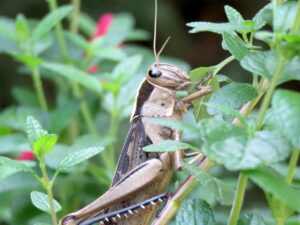 九州での食べ歩き、成功事例はどれ？
