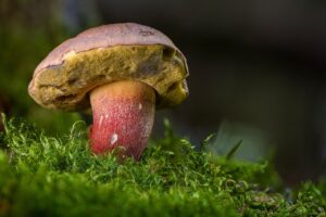 九州の食べ歩きは本当におすすめ？口コミや評判を徹底調査！