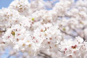 佐賀の食べ歩きスポットはどこが人気？口コミでわかるおすすめ情報は？